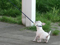  Über die Körpersprache von Hunden geht es im VHS-Vortrag am Donnerstag, 3. März. 