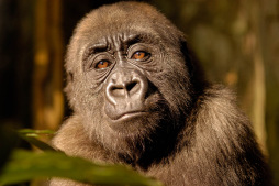  Die besten Bilder des Naturfotografen Markus Mauthe zeigen die Naturwunder dieser Welt und führen das Publikum auf fast allen Kontinenten durch die relevanten Ökosysteme. 