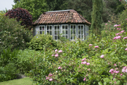  Im Garten von Familie Paus in Schermbeck werden die Rosen Ende Mai zum Termin der VHS-Tagesfahrt bereits in voller Blüte stehen.  