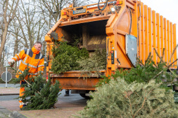 Mitarbeiter des ESB sammeln Weihnachtsbäume ein. 