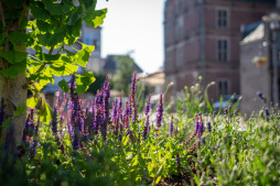 Insektenfreundliche Pflanzen ziehen Bienen an