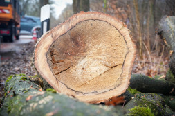  Ein Blick auf die Schnittfläche einer gefällten Roteiche zeigt die zerstörerische Wirkung der Weißfäule. Deutlich zu erkennen ist die dunkle, ringförmige Barrierezone, mit der der Baum vergeblich versuchte, den Vormarsch des Lackporlings zu stoppen und gesundes Holzgewebe zu schützen. 