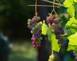  Trauben am Weinstock 