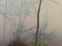 20260430_144109.jpg Waldbrand Barlo 1/3