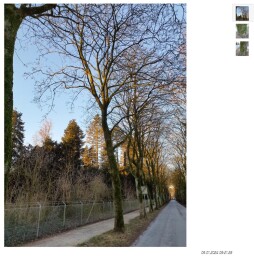 Sechs erkrankte Spitzahorn-Bäume müssen entlang der Straße \