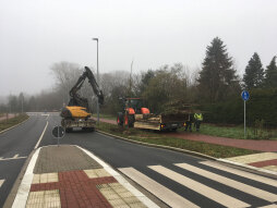  Zwölf ungarische Eichen wurden jetzt entlang des Straßenabschnitts zwischen Barloer und Burloer Weg nachgepflanzt. 