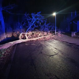 Sturm Februar 2022 3 Umgekippter Ahorn versperrt Barloer Weg