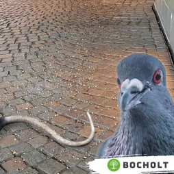  Vogelfutter auf öffentlichen Plätzen lockt nicht nur Singvögel an. 