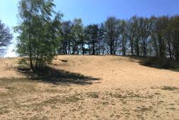  Das Sanddühnenfeld in den Hohenhorster Bergen 