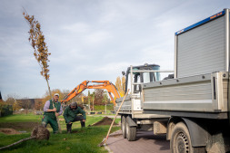  Meer groen voor de buurt: Stad Bocholt plant meer dan 100 bomen 