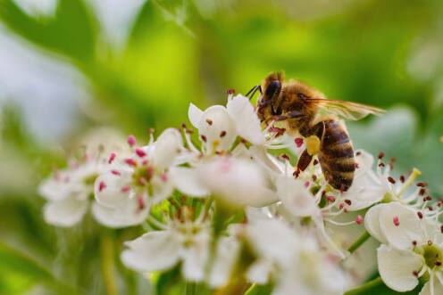 Biodiversiteit