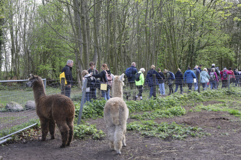 2026-04-19 Bocholt wandelt (57)