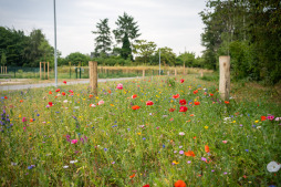 2023-06-22_Gruene-Mitte-Wildblumen-013