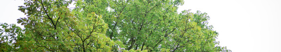 Kastanjebomen in de Herzogstraße