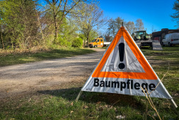 Afzonderlijke dode bomen worden zaterdag geveld Afzonderlijke dode bomen worden zaterdag geveld