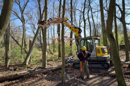 Afzonderlijke dode bomen worden zaterdag geveld Afzonderlijke dode bomen worden zaterdag geveld