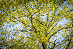  Medewerkers van het afvalverwerkings- en servicebedrijf besproeien de eikenbomen in de buitenwijken. 