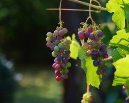  Druiven aan de wijnstok 