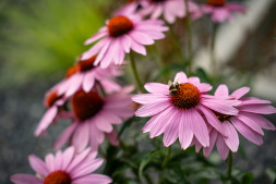 Een wilde bloem bloeit in een bloembed Een wilde bloem bloeit in een bloembed