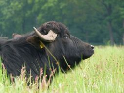  Op de boerderij van Kragemann kun je waterbuffels van dichtbij bekijken.   