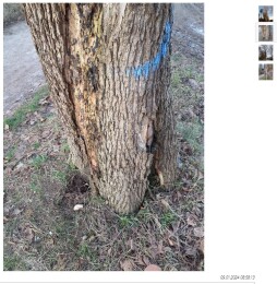 Bomen Ziegelheide 2 Wortels, stam of boomkroon zijn ernstig beschadigd.