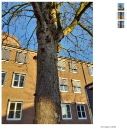 Kastanjes Herzogstraße Drie zieke kastanjebomen aan de Herzogstrasse worden verwijderd.