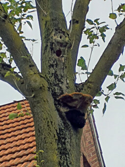  Een schimmel heeft de bomen aangetast. 