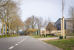  21 junge Linden stehen nun entlang des Brückendeichs / Anholtsewegs. 