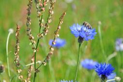Biodiversiteit Insecten hebben habitat nodig, die ook kan worden gecreëerd op commerciële locaties of in particuliere tuinen. De stad subsidieert projecten die de biodiversiteit versterken.