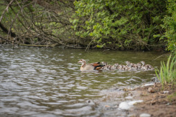 Watervogels op de Bocholter Aasee Watervogels op de Bocholter Aasee