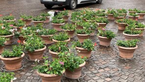 Foto_Geraniums 2025_City Marketing