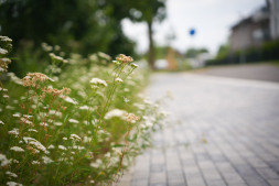 In dit gedeelte zijn ongeveer 7.800 vaste planten en grassen nieuw aangeplant In dit gedeelte zijn ongeveer 7.800 vaste planten en grassen nieuw aangeplant