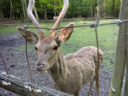  Het gewonde hert in het wildpark wordt verzorgd en krijgt een diergeneeskundige behandeling.   