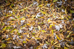  Voor herfstbladeren is er de ESB-bladerenbak 