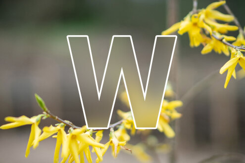 W W
