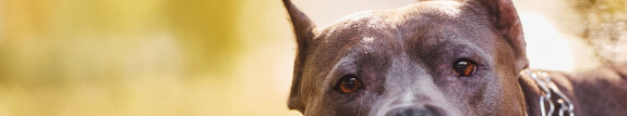 hond10