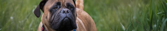 hond11