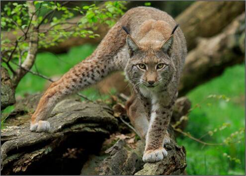 AnholterSchweiz_Luchs_17458010_1150127921780542_1328853376573812469_n