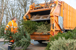 Inzameldata voor kerstbomen in januari Van huiskamer tot compostering: ESB verzamelt bomen