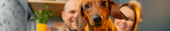 hund13