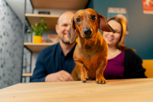 hund13